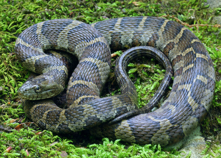 Northern Water Snake